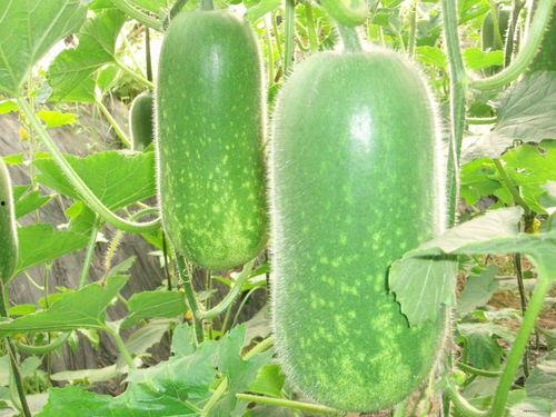 吃瓜网629验证,揭秘网络信息安全背后的神秘力量